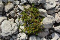 2014-08-02_06FritzPflaum-Steig (188).JPG